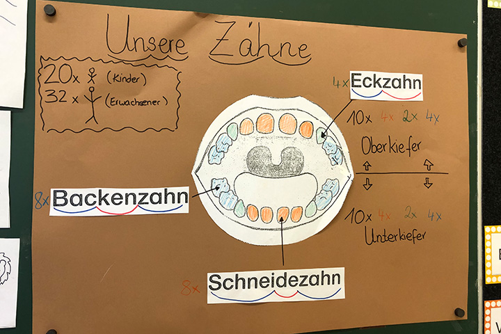 Zähne im Sachunterricht der Emil-von-Behring-Schule